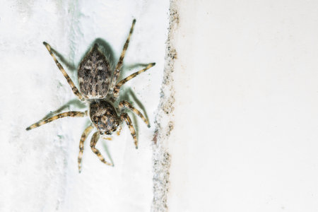 Macro Spider on Leafの素材