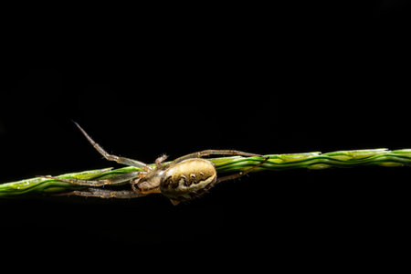 Close-up image Spider walking On grass and spider webの素材