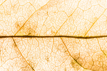 Macro background, dried leaf patternの素材