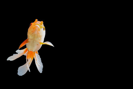 Close up Goldfish oranda white with orange Black background sceneの素材