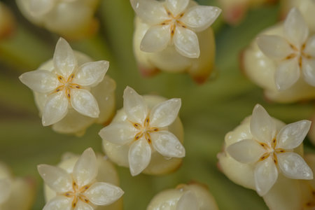 Hoya white flower macroの素材
