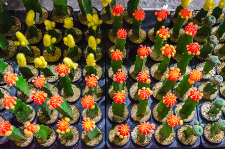 cactus flower in pot. Tone vintageの素材