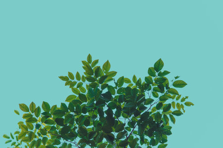 Green leaves on a green background. vintage toneの素材