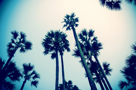 Vintage tropical palm treesの素材