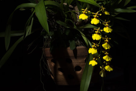 Yellow orchid, black backgroundの素材