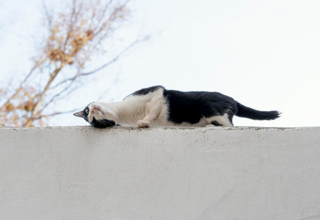 Side view of cat on the wall at the farmの素材