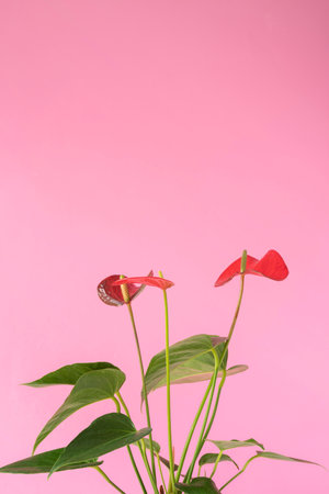 minimal background tropical plant composition