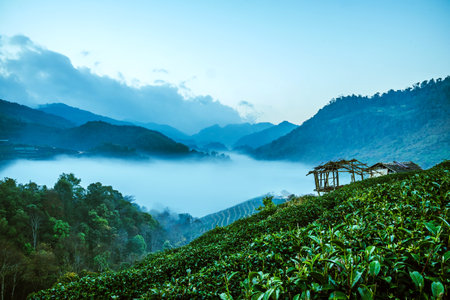 Mountain fog valley during sunrise. Natural summer landscape, Mountain tea plantationの素材
