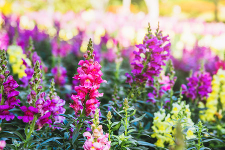 background nature Flower Antirrhinum.Snap dragon (Antirrhinum majus) blooming in gardenの素材