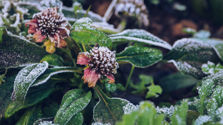 background Flower Osteospermum. purple flowers. Frost is on the leaves and flowers.の素材