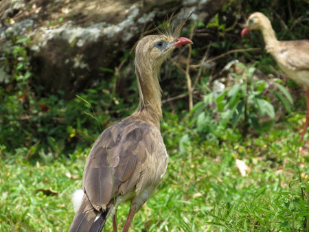 Red-legged Seriema (Cariama cristata - Siriema) Typical bird of Brazil's cerrados. It reaches an average height of 70 centimeters and can reach 90 centimeters. Front viewの素材