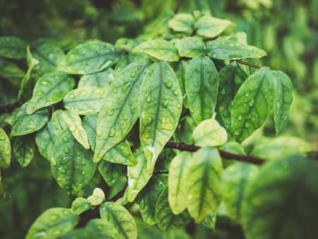 Close up of green leaf bush with some rain drops on the surface.の素材
