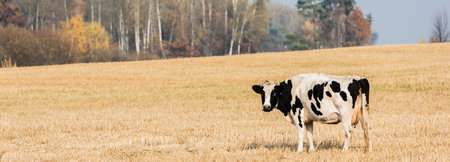 panoramic crop black white cowの素材