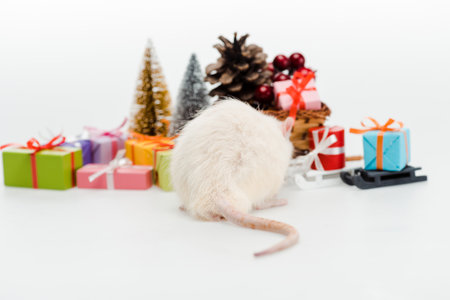 selective focus domestic rat colorfulの素材