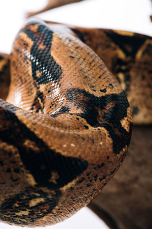 selective focus python snakeskin logの素材