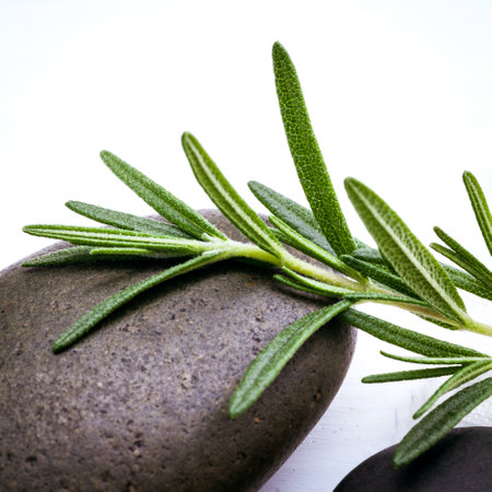 Close up branch of fresh rosemary on spa stone setup on white wooden table. Selective focus shallow depth of field.の素材