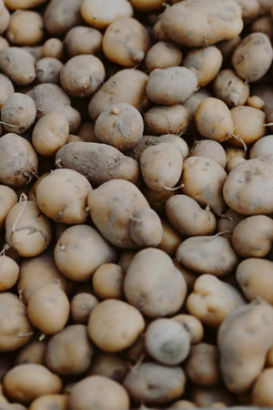 Closeup of fresh organic potatoesの素材