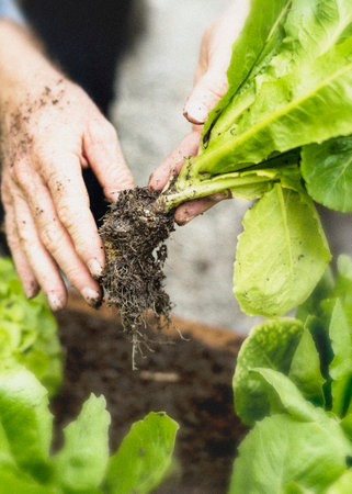 Farmer harvesting organic lettuceの素材