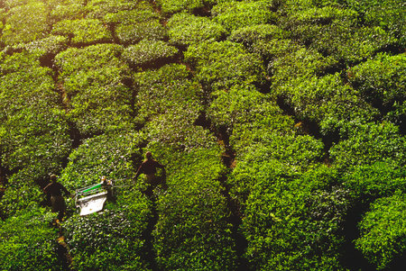 Pickers harvesting tea leaves.の素材