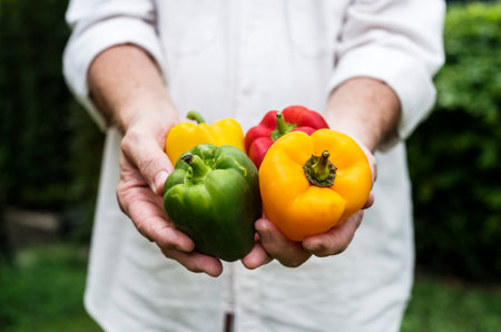 Hands holding bell pepper organic produce from farmの素材