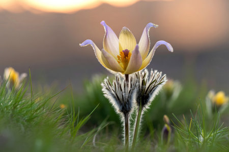 Pasque flower at sunset in mountain meadow