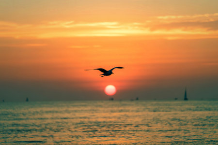 A lone seagull soars gracefully through the sky as the sun sets, casting a warm orange glow over the calm ocean.の写真素材