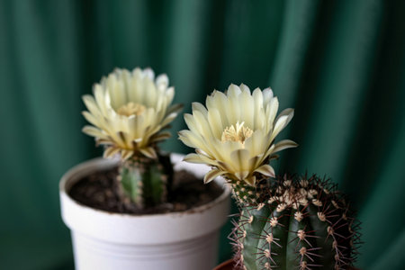 Two potted cactus plants display beautiful, pale yellow-white flowers against a dark green, draped fabric background.の写真素材