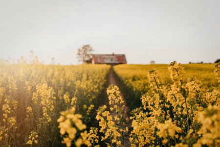 A sun-drenched field of yellow flowers stretches towards a rustic barn in the distance, creating a serene rural landscape.の写真素材