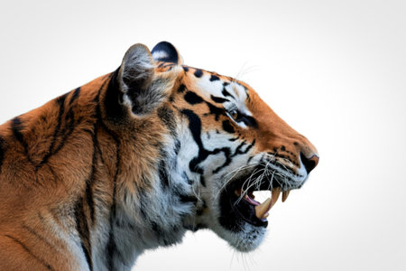 A close-up profile of a tiger with its mouth open in a roar, revealing its teeth and tongue against a stark white background.の写真素材