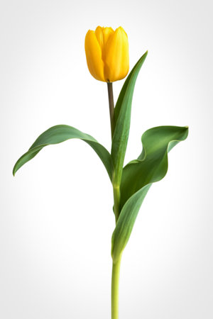 A vibrant yellow tulip with green leaves and stem stands out against a clean white background, symbolizing spring.の写真素材