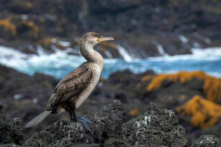 A cormorant stands on dark rocks near the ocean, with blurred waves and colorful foliage behind it.の写真素材
