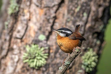 A small, colorful wren with a distinctive striped head is perched on a thin branch against a textured, moss-covered tree trunk.の写真素材