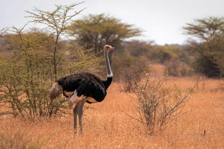 A large ostrich with black and white plumage stands tall in a dry, grassy savanna. The background features scattered trees and a muted sky.の写真素材