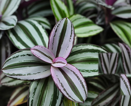 A detailed macro shot of a Tradescantia Zebrina plant, showcasing its distinctive silvery-green striped leaves and purple undertones.の写真素材