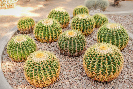 A group of round, spiky golden barrel cacti are planted in a bed of light-colored gravel, creating a desert-like landscape.の写真素材