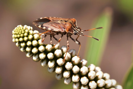 A close-up macro shot captures a brown stink bug resting on the top of a tightly packed cluster of small white flower buds.の写真素材