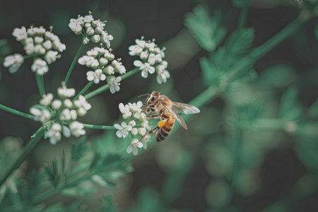 A close-up image of a bee perched on a cluster of white flowers, surrounded by green foliage.