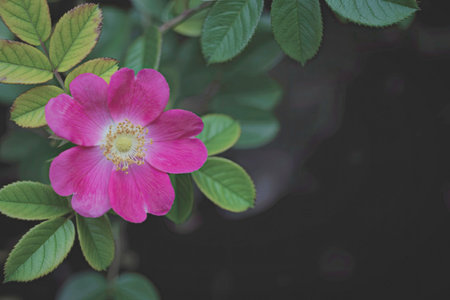 A close-up photograph of a single vibrant pink flower with yellow center, surrounded by lush green...
