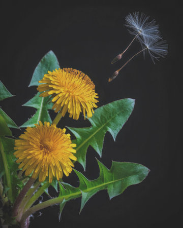 A close-up photograph of two vibrant yellow dandelion flowers with a floating seed in the...