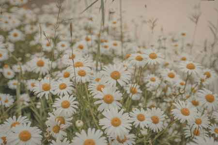 A vibrant field of white daisies with yellow centers stretches out under a soft, hazy sky. The flowers are densely packed, creating a sea of white with occasional green stems and leaves visible.の写真素材