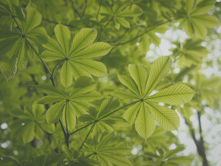 A close-up view of lush green leaves illuminated by natural sunlight filtering through the branches, creating a serene and refreshing atmosphere.の写真素材