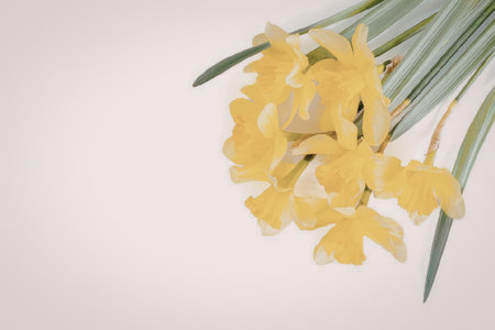 A bunch of yellow daffodils with green leaves on a white background