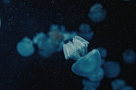 A close-up photograph of a group of blue jellyfish swimming in the dark water, with one jellyfish in...