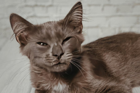 A gray cat with one eye closed, sitting on a white surface in front of a white brick wall.