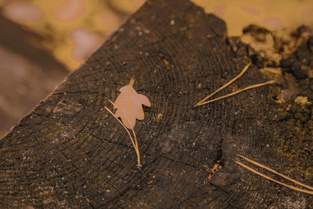 A close-up photo of a small orange leaf resting on a dark brown tree stump with visible rings, surrounded by blurred orange and brown background.の写真素材