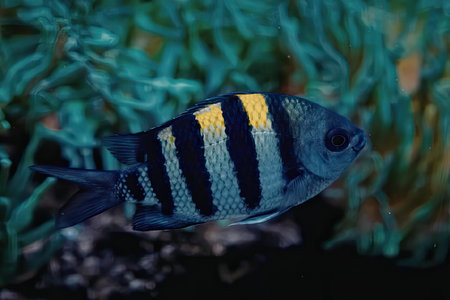 A small blue fish with yellow and black stripes swimming in front of green aquatic plants