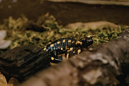 A small black and yellow salamander is sitting on a log in a natural setting with greenery and other...