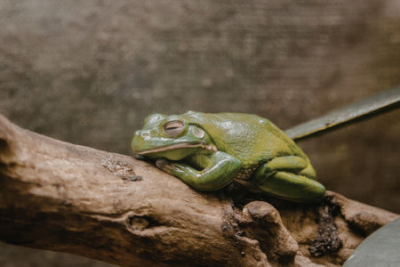 A small green frog with brown eyes is sitting on a brown branch, looking to the left.