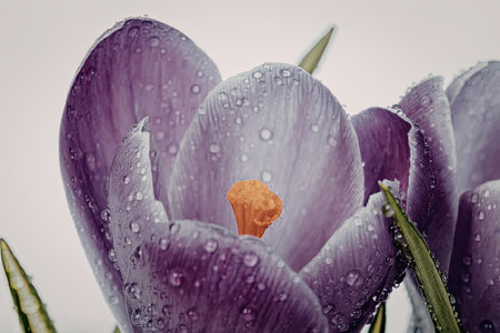 A close-up of a purple crocus flower with water droplets on its petals and a vibrant orange center,...