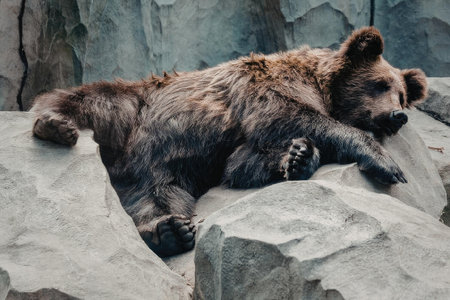 A brown bear is sleeping on a pile of large gray rocks.の写真素材